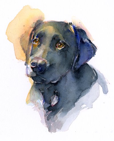 Zwarte labrador door John Keeling