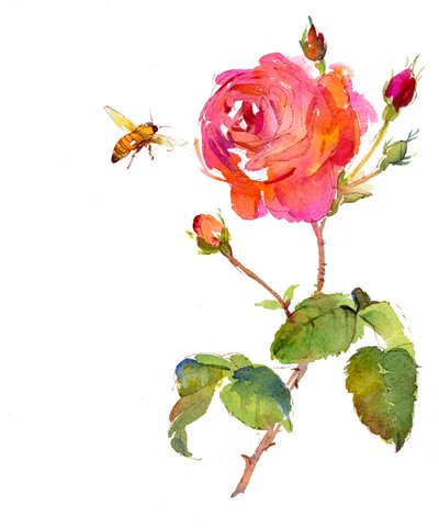 Roos met bij, 2014 door John Keeling