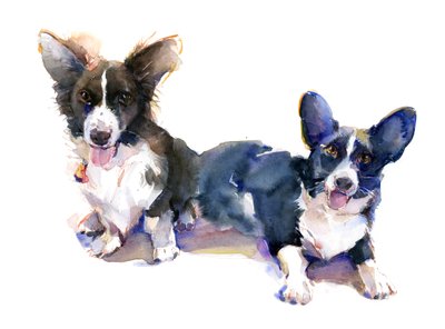 Twee Corgi