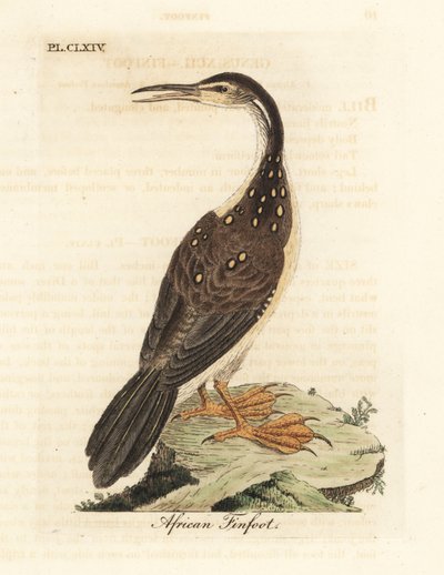 Afrikaanse finfoot, Podica senegalensis. Handgekleurde koperplaat getekend en gegraveerd door John Latham uit zijn eigen A General History of Birds, Winchester door John Latham