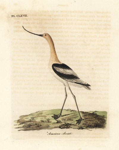 Amerikaanse kluut, Recurvirostra americana. Handgekleurde kopergravure getekend en gegraveerd door John Latham uit zijn eigen A General History of Birds, Winchester door John Latham