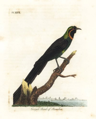 Arfak astrapia, Astrapia nigra. Handgekleurde koperplaat getekend en gegraveerd door John Latham uit zijn eigen A General History of Birds, Winchester door John Latham