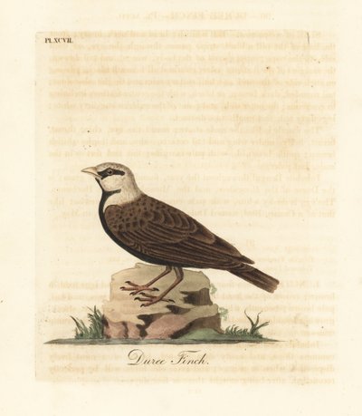 Ashy-kruin mussenleeuwerik, Ereopterix griseus. Handgekleurde koperplaat getekend en gegraveerd door John Latham uit zijn eigen A General History of Birds, Winchester door John Latham