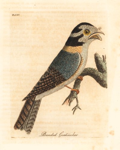 Australische nachtzwaluw, Aegotheles cristatus of tawny frogmouth, Podargus strigoides? Handgekleurde koperplaat getekend en gegraveerd door John Latham uit zijn eigen A General History of Birds, Winchester door John Latham