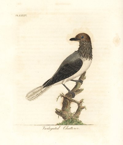 Baardbelvogel, Procnias averano (Bonte babbelaar, Ampelis variegata). Handgekleurde koperplaat getekend en gegraveerd door John Latham uit zijn eigen A General History of Birds, Winchester door John Latham