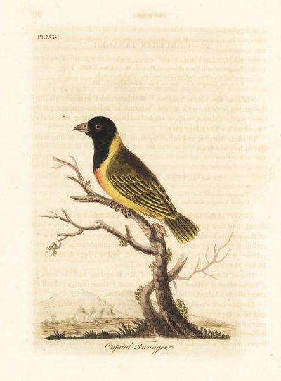 Zwartkopgele kraagwever, Ploceus melanocephalus capitalis (Hoofdstad tangara, Tanagra capitalis). Handgekleurde koperplaat getekend en gegraveerd door John Latham uit zijn eigen A General History of Birds, Winchester door John Latham