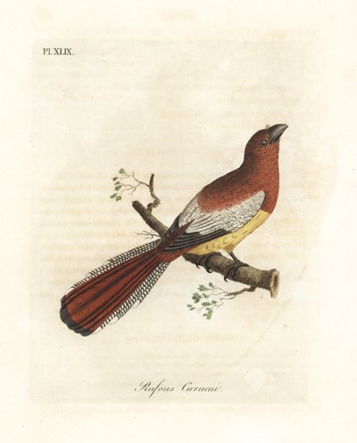 Zwartkeeltrogon, Trogon rufus, vrouwtje (Roodstaartkoekoek, Trogon rufus). Gekopieerd van Martinets illustratie van de Cayenne voor Buffon Coucou a queue rousse. Handgekleurde koperplaat getekend en gegraveerd door John Latham uit zijn eigen A General Hist door John Latham
