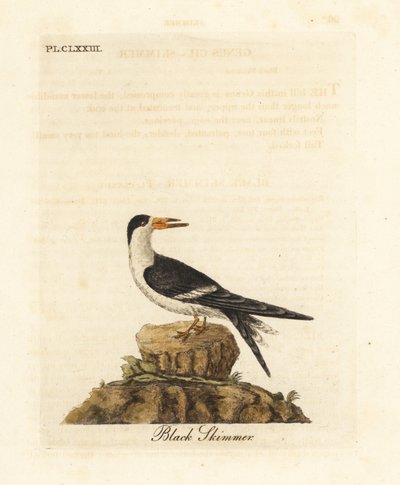 Zwarte Schaarbek, Rynchops niger (Rhynchops nigra). Handgekleurde koperplaat getekend en gegraveerd door John Latham uit zijn eigen A General History of Birds, Winchester door John Latham