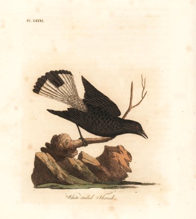 Zwarte tapuit, Oenanthe leucura (Witstaartlijster, Turdus leucurus). Handgekleurde koperplaat getekend en gegraveerd door John Latham uit zijn eigen A General History of Birds, Winchester door John Latham