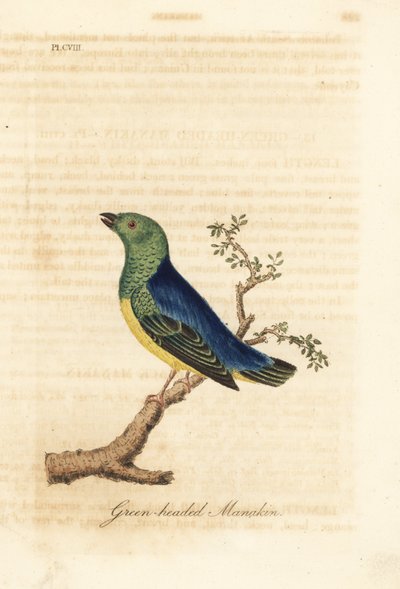 Blauwnapmanakin, Chlorophonia cyanea (Groenkopmanakin, inheems in Zuid-Amerika). Handgekleurde koperplaat getekend en gegraveerd door John Latham uit zijn eigen A General History of Birds, Winchester door John Latham