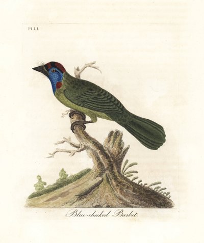 Blauwkeel- of bergbaardvogel, Psilopogon asiaticus. (Blauwwangbaardvogel, Trogon asiaticus). Handgekleurde koperplaat getekend en gegraveerd door John Latham uit zijn eigen A General History of Birds, Winchester door John Latham