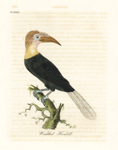 Papoea-neushoornvogel, Rhyticeros plicatus. Handgekleurde kopergravure getekend en gegraveerd door John Latham uit zijn eigen A General History of Birds, Winchester door John Latham