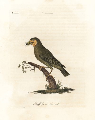 Bruinkopbaardvogel, Megalaima zeylanica. Handgekleurde kopergravure getekend en gegraveerd door John Latham uit zijn eigen A General History of Birds, Winchester door John Latham