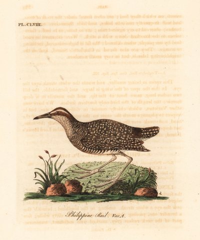 Buff-bandrail, Gallirallus philippensis. Handgekleurde kopergravure getekend en gegraveerd door John Latham uit zijn eigen A General History of Birds, Winchester door John Latham