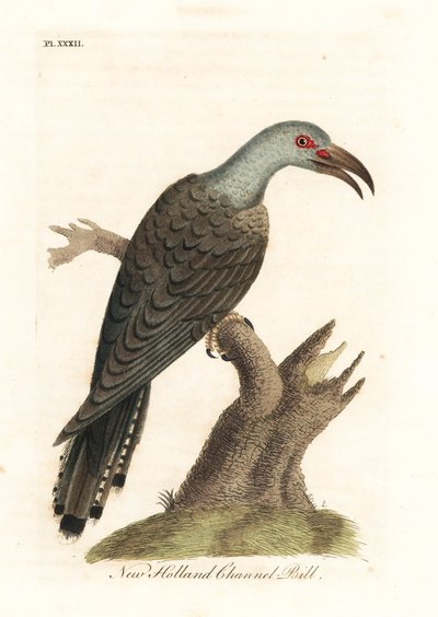 Kanaalbekkoekoek, Scythrops novaehollandiae (Australische kanaalbek, Psittacische hoornbek). Handgekleurde koperplaat getekend en gegraveerd door John Latham uit zijn eigen A General History of Birds, Winchester door John Latham