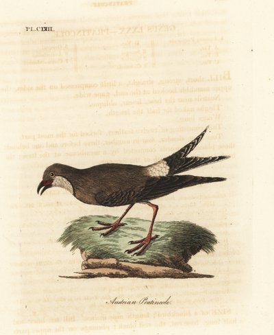 Kraagplevier, Glareola pratincola. Handgekleurde koperplaat getekend en gegraveerd door John Latham uit zijn eigen A General History of Birds, Winchester door John Latham