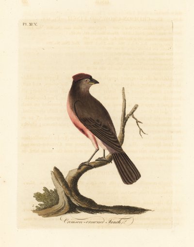 Gewone barmsijs, Carduelis flammea (Crimson-kroonkruisvink, Fringilla flammea). Handgekleurde koperplaat getekend en gegraveerd door John Latham uit zijn eigen A General History of Birds, Winchester door John Latham