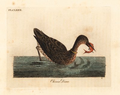Aalscholver gebruikt voor vissen in Azië, mogelijk een grote aalscholver, Phalacrocorax carbo, of Japanse aalscholver, Phalacrocorax capillatus. Handgekleurde kopergravure getekend en gegraveerd door John Latham uit zijn eigen A General History of Birds, W door John Latham