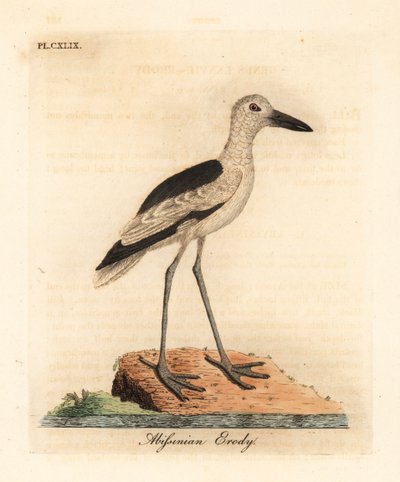Krabplevier, Dromas ardeola. Handgekleurde kopergravure getekend en gegraveerd door John Latham uit zijn eigen A General History of Birds, Winchester door John Latham