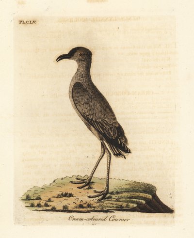 Crèmekleurige Renkoekoek, Cursorius cursor (Cursorius europaeus). Handgekleurde koperplaat getekend en gegraveerd door John Latham uit zijn eigen A General History of Birds, Winchester door John Latham