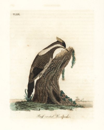 Crimson-crested specht, Campephilus melanoleucos (Buff-crested specht, Picus melanoleucus). Gebaseerd op een huid in het Leverian Museum. Handgekleurde koperplaat getekend en gegraveerd door John Latham uit zijn eigen A General History of Birds, Winchester door John Latham