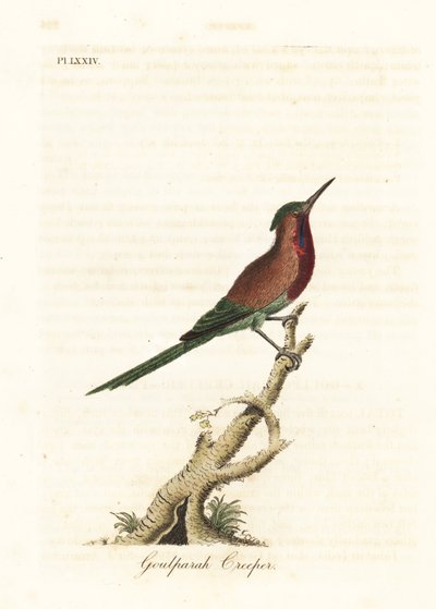 Crimson honingzuiger, Aethopyga siparaja seheriae (Goulpourah kruiper). Handgekleurde koperplaat getekend en gegraveerd door John Latham uit zijn eigen A General History of Birds, Winchester door John Latham