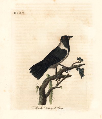 Daurische kauw, Corvus dauuricus. Handgekleurde kopergravure getekend en gegraveerd door John Latham uit zijn eigen A General History of Birds, Winchester door John Latham
