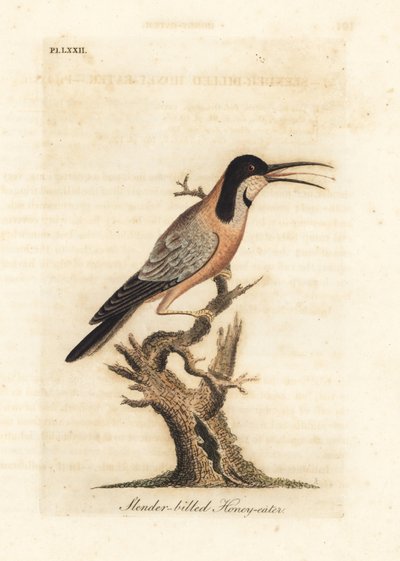 Oostelijke ruggengraat, Acanthorhynchus tenuirostris. Australië. Handgekleurde koperplaat getekend en gegraveerd door John Latham uit zijn eigen A General History of Birds, Winchester door John Latham