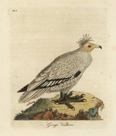 Egyptische gier, Neophron percnopterus ginginianus door John Latham