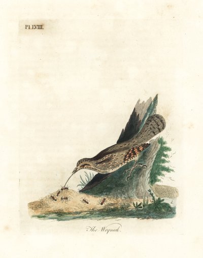 Euraziatische draaihals, Jynx torquilla. Handgekleurde koperplaat getekend en gegraveerd door John Latham uit zijn eigen A General History of Birds, Winchester door John Latham