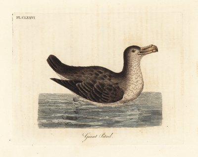 Reuzenstormvogel, Macronectes giganteus (als Precellaria gigantea, fout voor Procellaria gigantea). Handgekleurde koperplaat getekend en gegraveerd door John Latham uit zijn eigen A General History of Birds, Winchester door John Latham