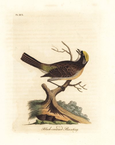 Goudkruinsparrow, Zonotrichia atricapilla (Zwartkruin bunting, Emberiza atricapilla). Handgekleurde koperplaat getekend en gegraveerd door John Latham uit zijn eigen A General History of Birds, Winchester door John Latham