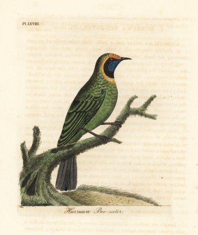 Goudvoorhoofdbladvogel, Chloropsis aurifrons. (Hurruwa bijeneter, India.) Handgekleurde koperplaat getekend en gegraveerd door John Latham uit zijn eigen A General History of Birds, Winchester door John Latham