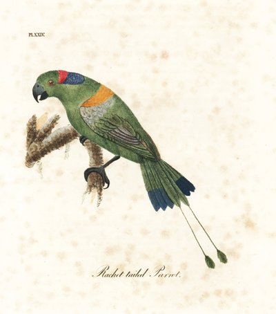 Goudmantel raketstaart, Prioniturus platurus. Handgekleurde kopergravure getekend en gegraveerd door John Latham uit zijn eigen A General History of Birds, Winchester door John Latham
