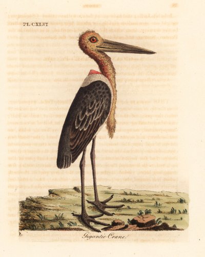 Grote adjutant, Leptoptilos dubious. Bedreigd. Handgekleurde kopergravure getekend en gegraveerd door John Latham uit zijn eigen A General History of Birds, Winchester door John Latham