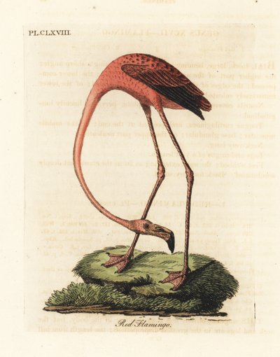 Grote flamingo, Phoenicopterus roseus, of Amerikaanse flamingo, Phoenicopterus ruber (Rode flamingo, Phaenicopterus ruber). Handgekleurde koperplaat getekend en gegraveerd door John Latham uit zijn eigen A General History of Birds, Winchester door John Latham