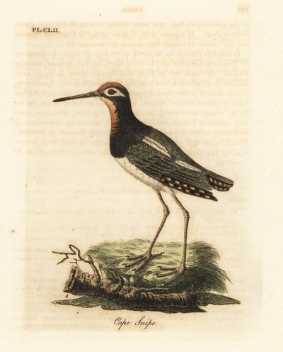 Grote verf-snip, Rostratula benghalensis (Kaapse snip, Scolopax capensis). Handgekleurde koperplaat getekend en gegraveerd door John Latham uit zijn eigen A General History of Birds, Winchester door John Latham