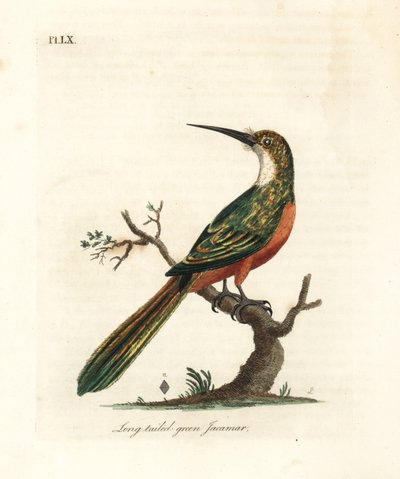 Groenstaartjacamar, Galbula galbula. Handgekleurde kopergravure getekend en gegraveerd door John Latham uit zijn eigen A General History of Birds, Winchester door John Latham
