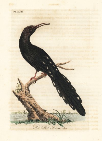Groene houtkoekoek, Phoeniculus purpureus (Roodbekpromerops, Upupa erythrorynchos). Handgekleurde koperplaat getekend en gegraveerd door John Latham uit zijn eigen A General History of Birds, Winchester door John Latham