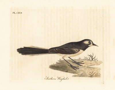 Grijze waaierstaart, Rhipidura albiscapa (Zuidelijke kwikstaart, gebaseerd op een schilderij van de Port Jackson Painter). Handgekleurde koperplaat getekend en gegraveerd door John Latham uit zijn eigen A General History of Birds, Winchester door John Latham