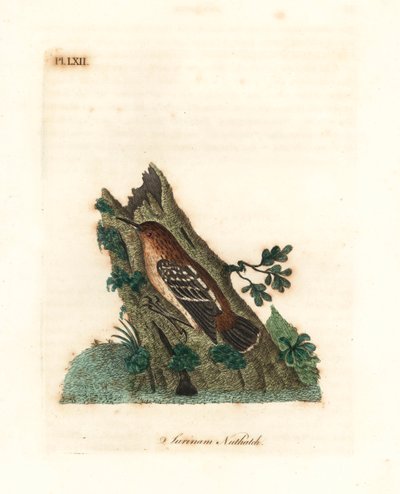 Guyaanse straatmiervogel, Myrmotherula surinamensis. Kwetsbaar. Handgekleurde koperplaat getekend en gegraveerd door John Latham uit zijn eigen A General History of Birds, Winchester door John Latham