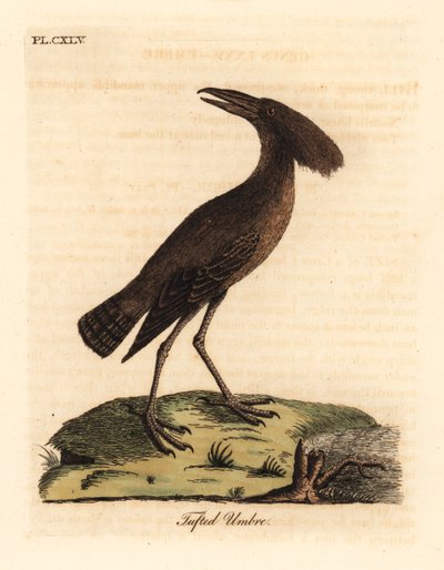 Hamerkop, Scopus umbretta. Handgekleurde kopergravure getekend en gegraveerd door John Latham uit zijn eigen A General History of Birds, Winchester door John Latham