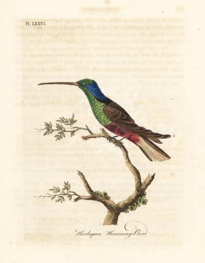 Harlekijn kolibrie, Trochilus multicolor. Gefabriceerd exemplaar in het British Museum. Handgekleurde koperplaat getekend en gegraveerd door John Latham uit zijn eigen A General History of Birds, Winchester door John Latham