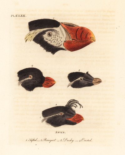 Koppen van de kuifpuffin, Fratercula cirrhata 1, parkietalk, Aethia psittacula 2, en kuifalk, Aethia cristatella 3,4. (Kuifalk, Alca cirrhata 1, Papegaaialk, Alca psittacula 2, Donkere alk, Alca tetracula 3, en Kuifalk, Alca cristatella) door John Latham