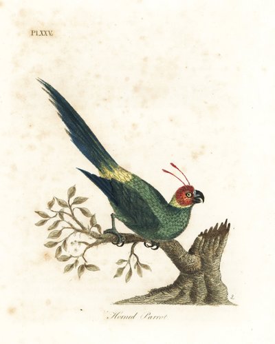 Gehoornde parkiet, Eunymphicus cornutus. Kwetsbaar (Gehoornde papegaai, Psittacus bisetis.) Handgekleurde koperplaat getekend en gegraveerd door John Latham uit zijn eigen A General History of Birds, Winchester door John Latham