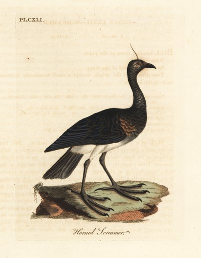Gehoornde schreeuwer, Anhima cornuta (Palamedea cornuta). Handgekleurde koperplaat getekend en gegraveerd door John Latham uit zijn eigen A General History of Birds, Winchester door John Latham