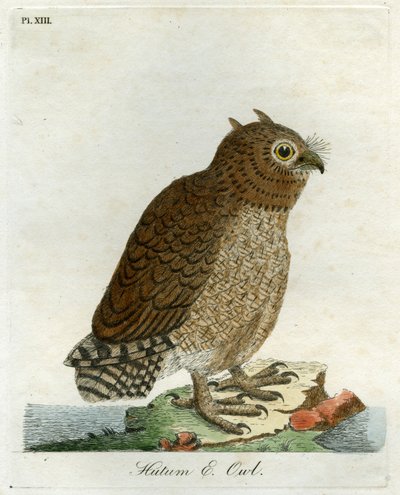 Hutum uil, 1821 door John Latham