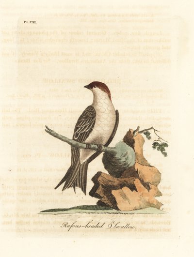 Indiase klifzwaluw, Petrochelidon fluvicola. (Rufos-hoofdzwaluw, Hirundo indica.) Handgekleurde koperplaat getekend en gegraveerd door John Latham uit zijn eigen A General History of Birds, Winchester door John Latham