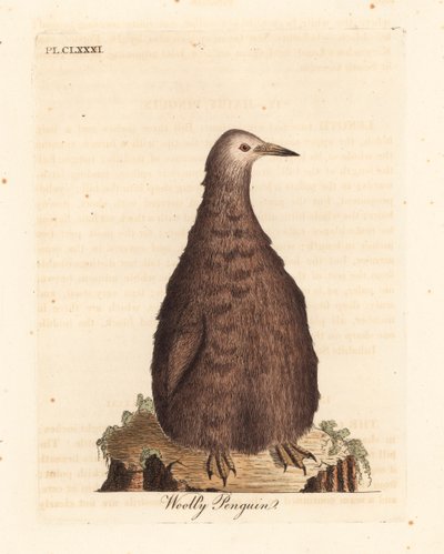 Koningspinguïn, Aptenodytes patagonicus, juveniel (Wollige pinguïn). Handgekleurde koperplaat getekend en gegraveerd door John Latham uit zijn eigen A General History of Birds, Winchester door John Latham