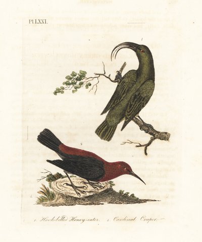 Kleine akialoa, Hemignathus obscurus (uitgestorven) en kardinaal myzomela, Myzomela cardinalis. (Haaksnavelige groene honingeter, Certhia obscura, inheems in Hawaï, en kardinaal honingeter, Certhia cardinalis, inheems in Tanna, Vanuatu.) Handgekleurde kope door John Latham